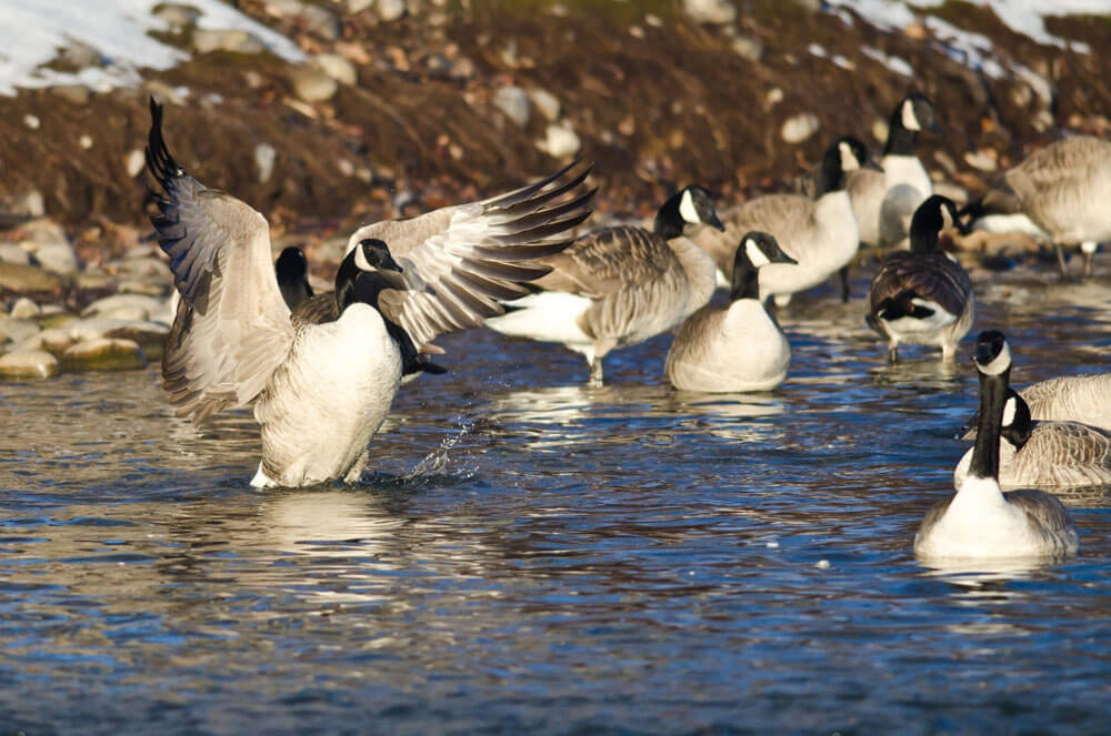 Removing Canadian Geese from Your Property without Breaking the Law