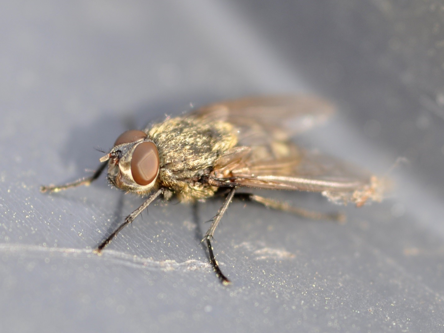 https://www.greenleafpestcontrol.com/wp-content/uploads/2015/09/Fall-Nuisance-Are-Cluster-Flies-Seeking-Shelter-in-Your-Home.jpg