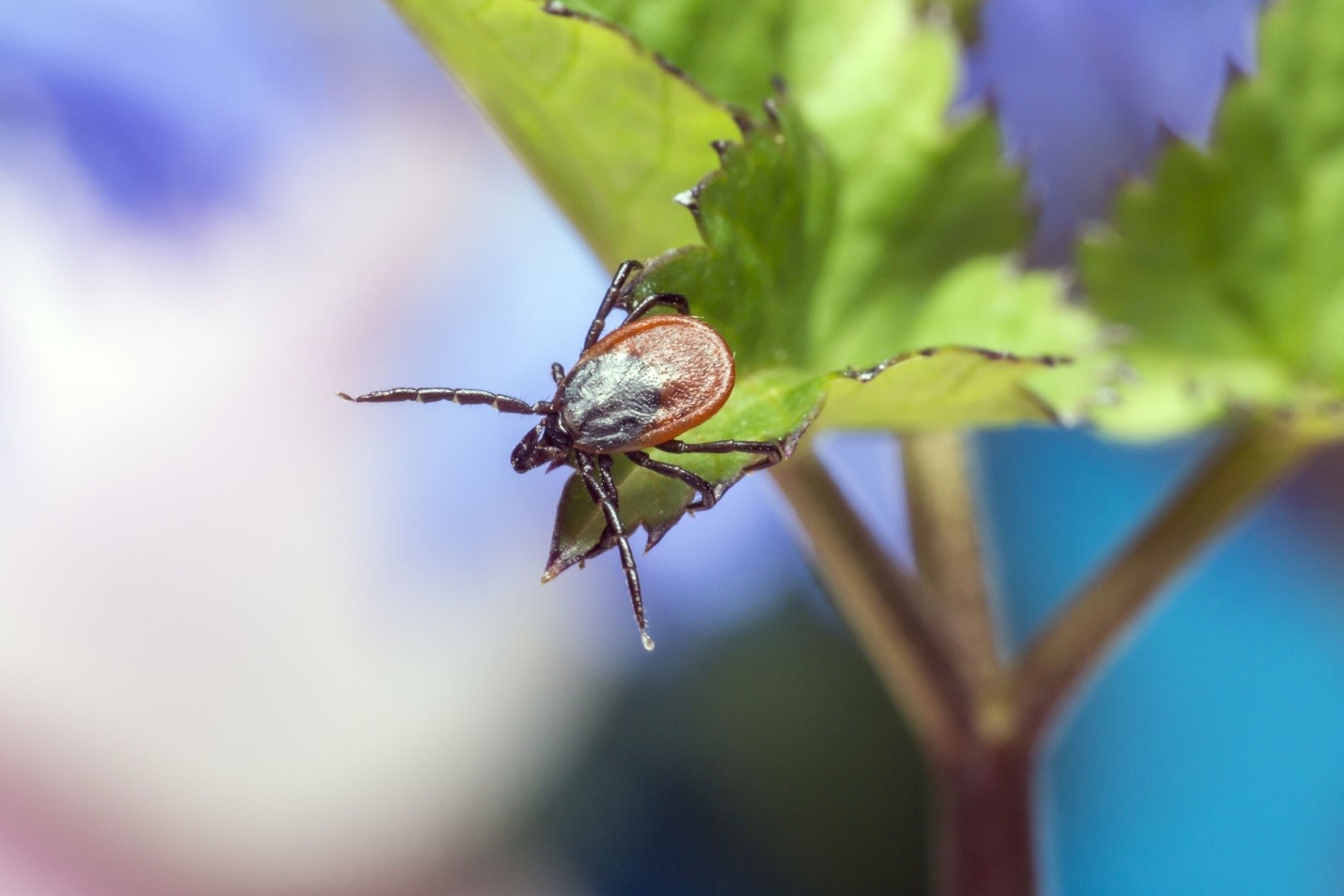 Summer May Be Over, but Tick Danger Is Not