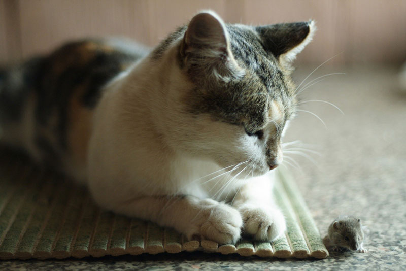 Should You Rely on Your Cat to Catch Mice in Your Home