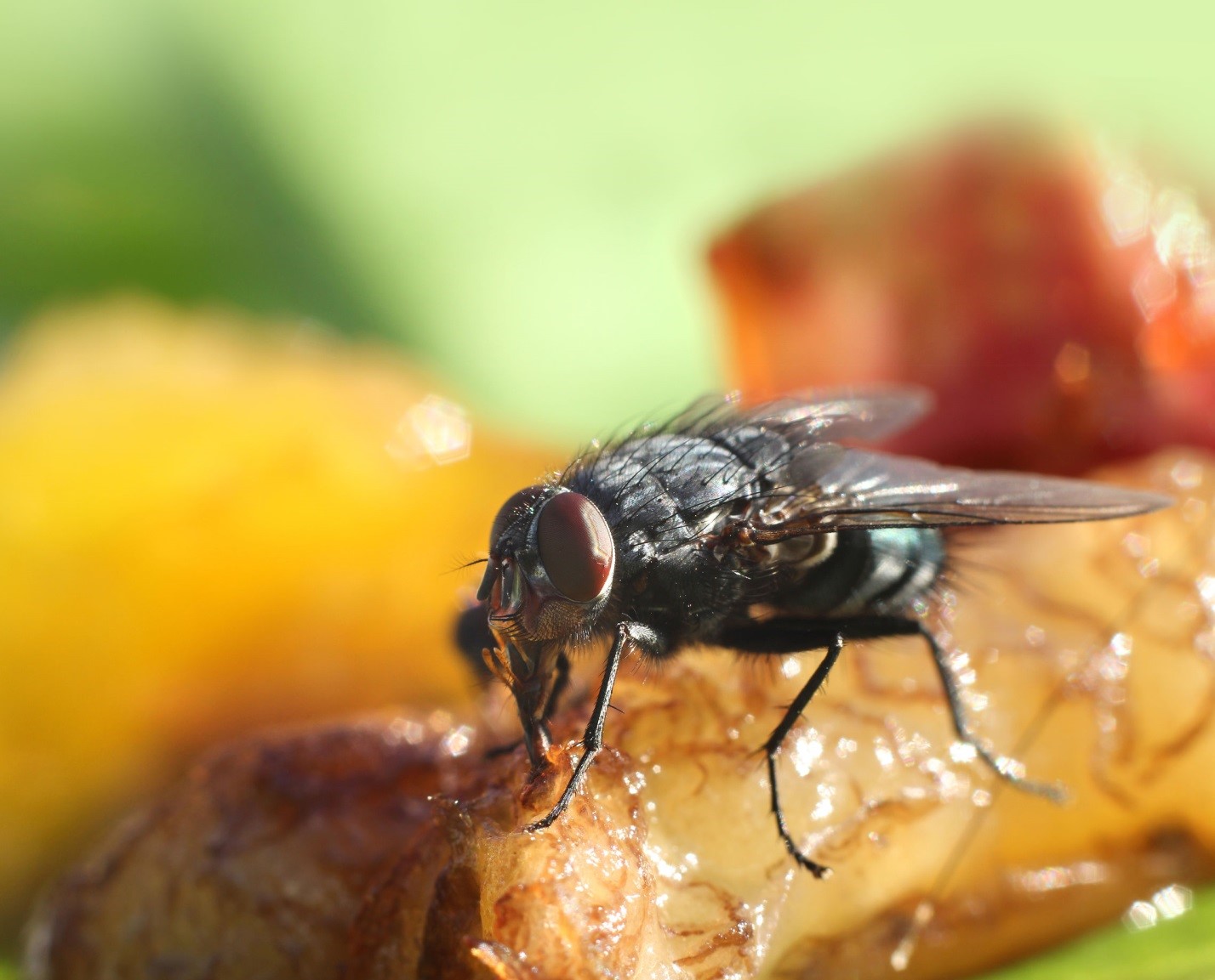 Underestimating Fly Threats Can Damage Your Business Reputation