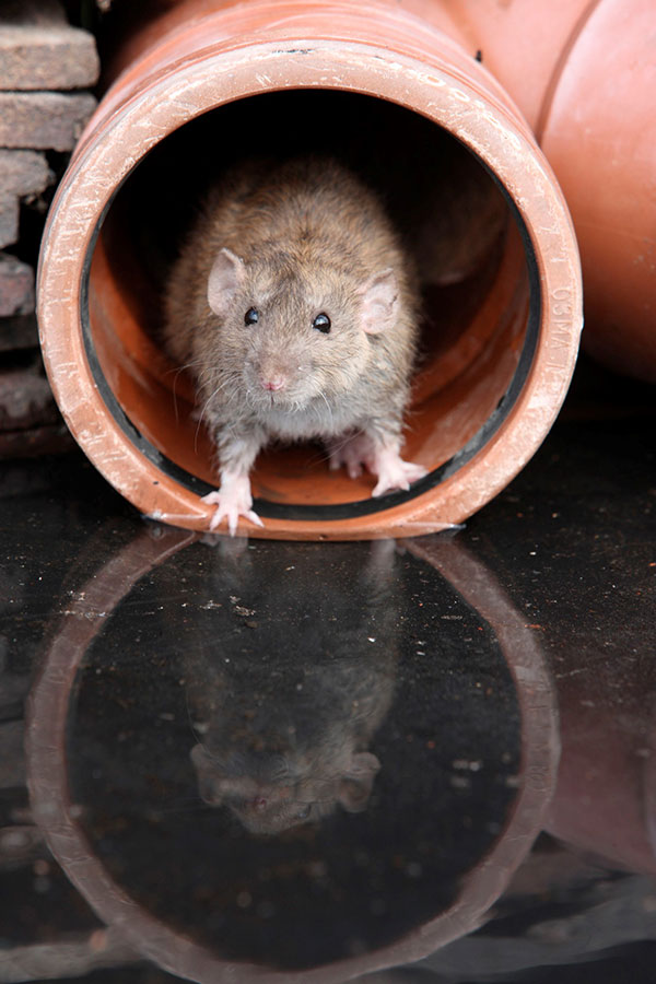 NPMA Announces Rodent Awareness Week - Pest-Proof Your Home to Avoid Infestations This Winter