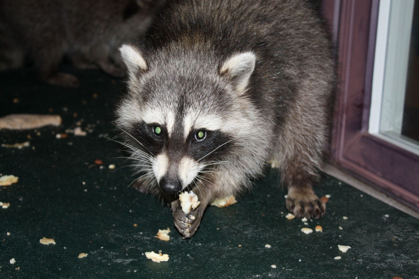 Toronto Sees Increase in Raccoons Infected with Canine Distemper Virus