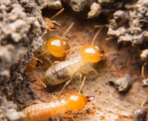 Can Termites Eat Their Way Through Your Concrete Foundation