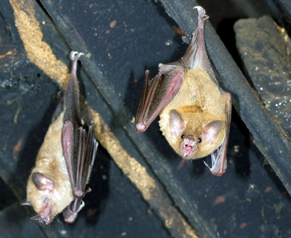 Toronto Bat Control