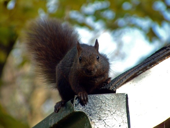 Toronto Squirrel Control