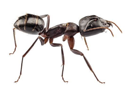 Carpenter Ant