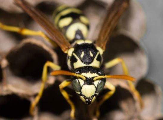 wasp season in Canada