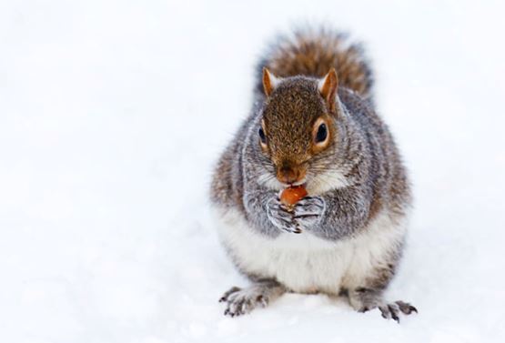 9 Simple Winter Pest Prevention Tips