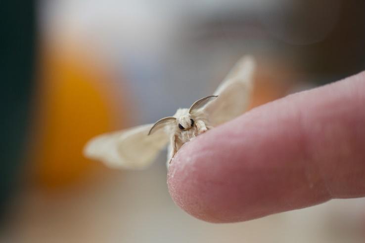 Two Big Ways That Moths Can Infest Your Home Greenleaf