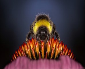 , Understanding Bees &#038; How to Eliminate Them