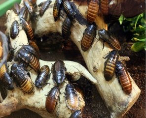 , The Absolute Worst Pest Control Methods