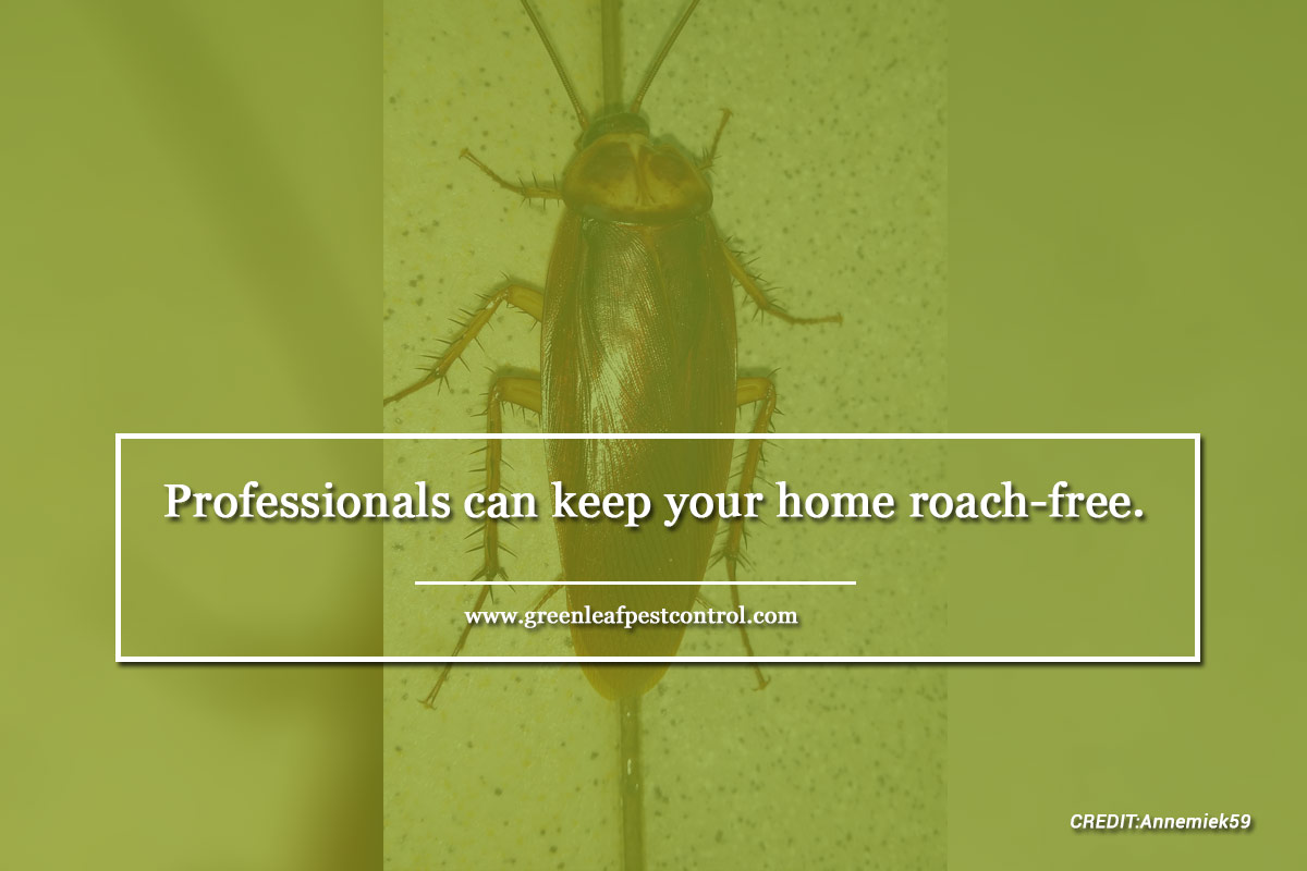 Professionals can keep your home roach-free.