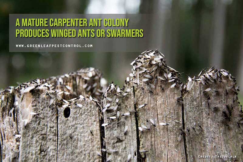 A mature carpenter ant colony produces winged ants or swarmers