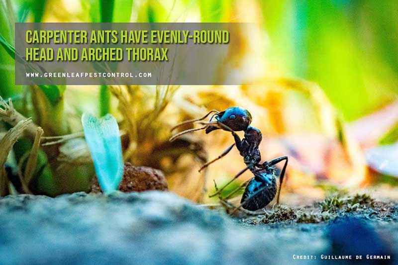 Carpenter ants have evenly-round head and arched thorax