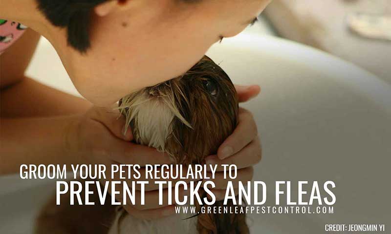 Groom your pets regularly to prevent ticks and fleas