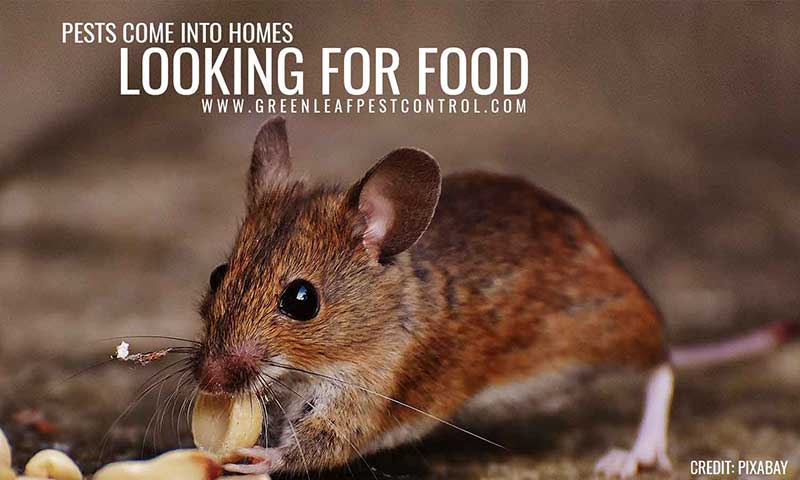 Pests come into homes looking for food