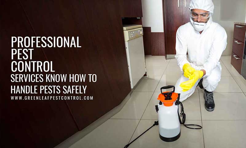 Professional pest control services know how to handle pests safely