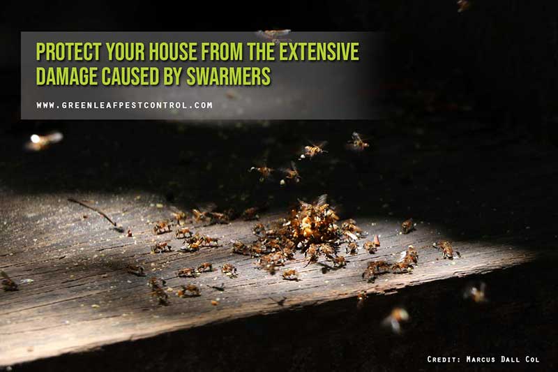 Protect your house from the extensive damage caused by swarmers 