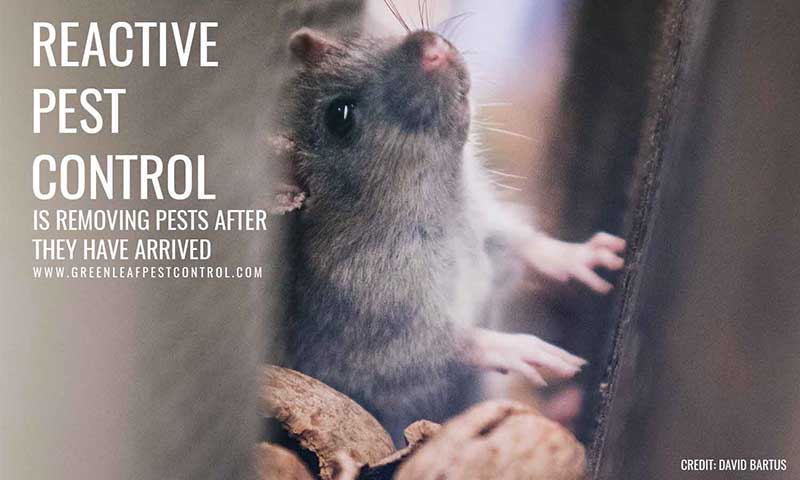 Reactive pest control is removing pests after they have arrived