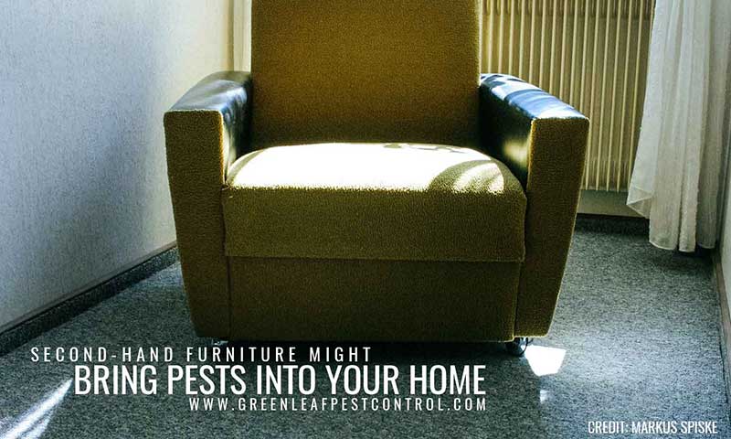 Second-hand furniture might bring pests into your home