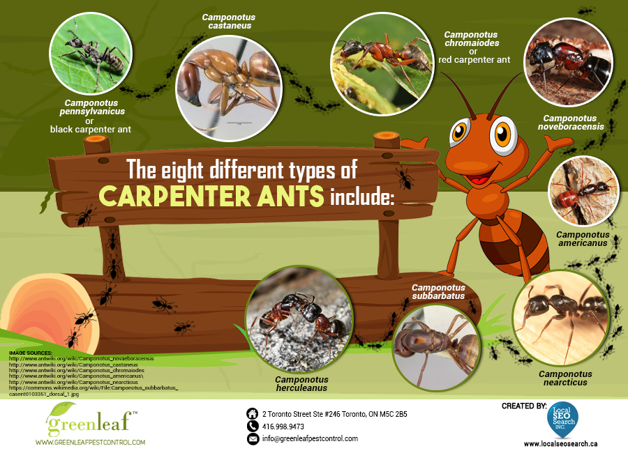 GreenLeaf Pest Control: 8 Different Types of Carpenter Ants