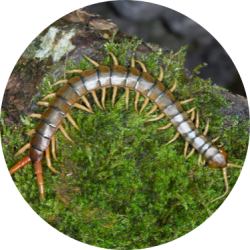 Centipedes services near me | GreenLeaf Pest Control Centipede removal in Toronto | GreenLeaf Pest Control