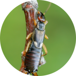 Protect your property from earwig | GreenLeaf Pest Control Earwig infestation near me | GreenLeaf Pest Control