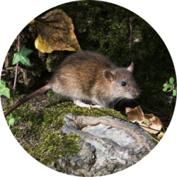 Rodant Control Services | GreenLeaf Pest Control Rodant Control near me | GreenLeaf Pest Control