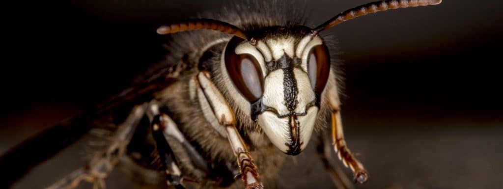 Wasps removal in Toronto | GreenLeaf Pest Control
