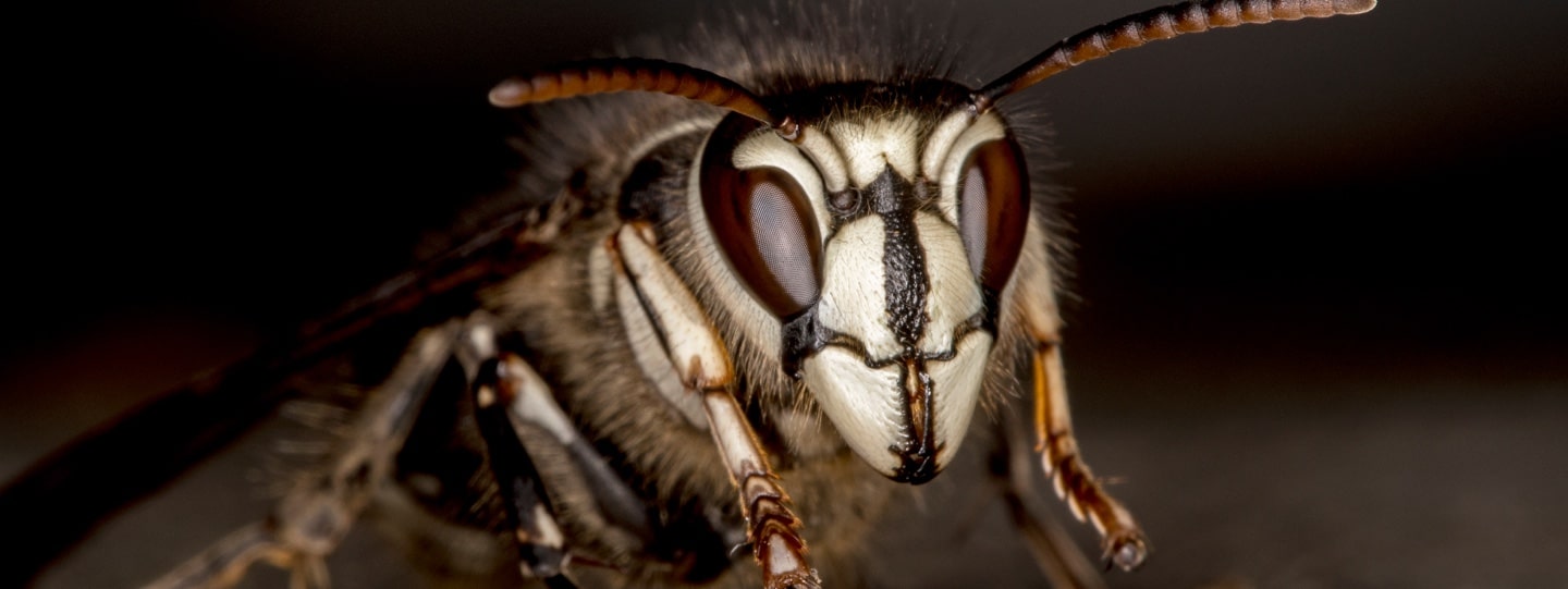 Wasps Removal, Wasps Are Serious in Toronto – How To Keep Them Away