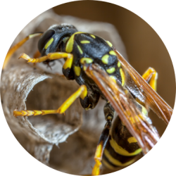 Paper wasp nest removal | GreenLeaf Pest Control