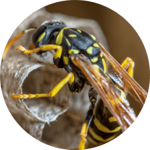 Paper wasp nest removal | GreenLeaf Pest Control