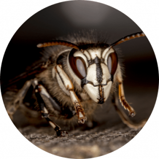 get rid of hornet | GreenLeaf Pest Control