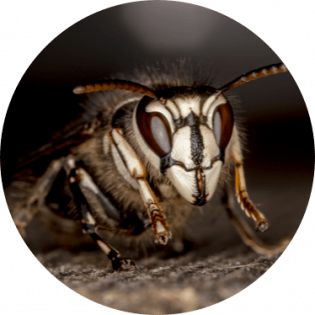 bee-1 bee-1