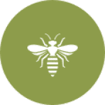 Wasp, Bees & Wasps