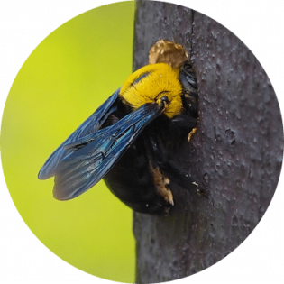 bee-2 bee-2