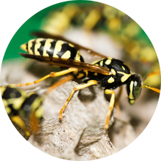 wasps & bees pest control Toronto