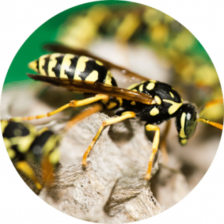 bee-3 bee-3