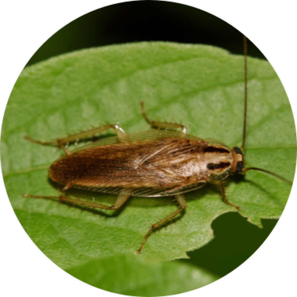 Protect you home from cockroaches | GreenLeaf Pest Control