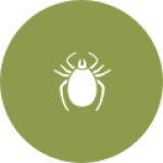 Ticks, Ticks