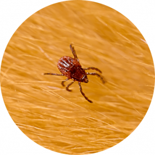 Tick control near me | GreenLeaf Pest Control