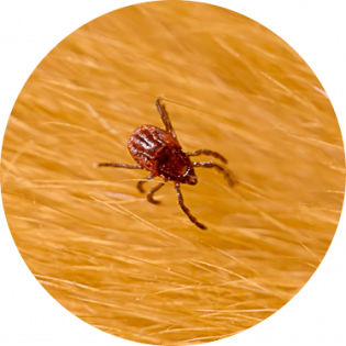 Tick removal services Toronto | GreenLeaf Pest Control Tick control near me | GreenLeaf Pest Control