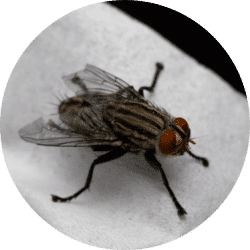 Get rid flies today in Toronto | GreenLeaf Pest Control