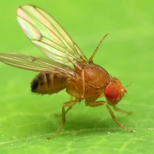 Commercial & Residential | Fruit Fly Removal