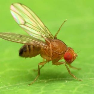 Fruit Fly Control | GreenLeaf Pest Control Commercial & Residential | Fruit Fly Removal