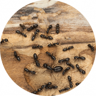 Ants extermination | GreenLeaf Pest Control