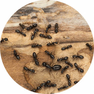 Carpenter ants elimination | GreenLeaf Pest Control Ants extermination | GreenLeaf Pest Control