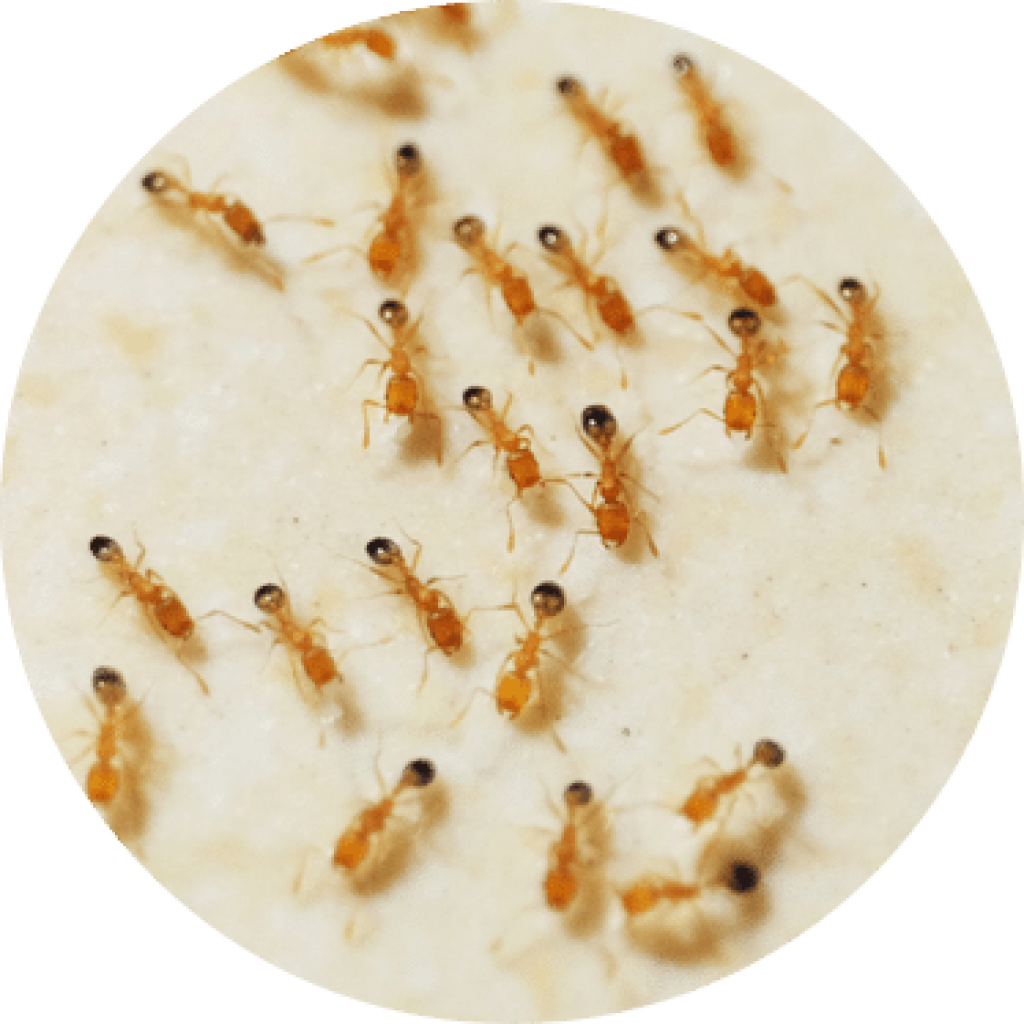 Ant Removal near me | GreenLeaf Pest Control