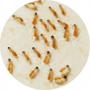 Pharaoh Ants Removal | GreenLeaf Pest Control Ant Removal near me | GreenLeaf Pest Control